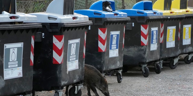 A wild boars strolling past trash bins in Rome on Sept. 24.