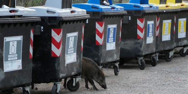 A wild boars strolling past trash bins in Rome on Sept. 24.