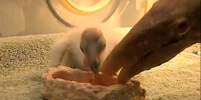Scientists at the San Diego Zoo Wildlife Alliance discovered two California condor chicks have hatched from unfertilized eggs. This sort of asexual reproduction, known as parthenogenesis, is a first for the species and provides new hope for their recovery.