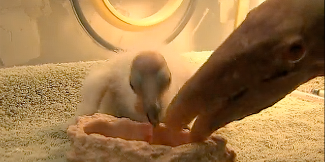 Scientists at the San Diego Zoo Wildlife Alliance discovered two California condor chicks have hatched from unfertilized eggs. This sort of asexual reproduction, known as parthenogenesis, is a first for the species and provides new hope for their recovery.