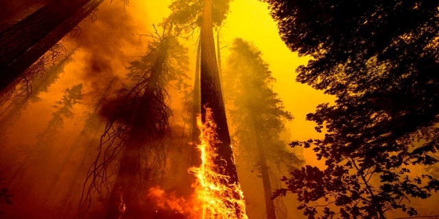 Flames burn up a tree as part of the Windy Fire in the Trail of 100 Giants grove in Sequoia National Forest, California, on Sept. 19, 2021. Northern California wildfires may have killed hundreds of giant sequoias as they swept through groves of the majestic monarchs in the Sierra Nevada, an official said Wednesday. 