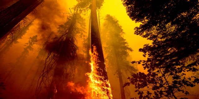 Flames burn up a tree as part of the Windy Fire in the Trail of 100 Giants grove in Sequoia National Forest, California, on Sept. 19, 2021. Northern California wildfires may have killed hundreds of giant sequoias as they swept through groves of the majestic monarchs in the Sierra Nevada, an official said Wednesday.