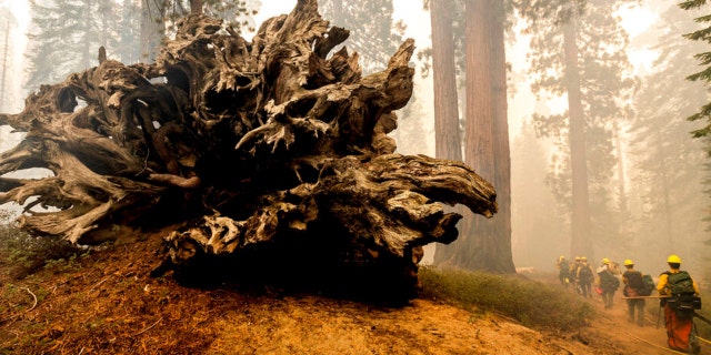 Firefighters battle the Windy Fire on Sept. 19, 2021, as it burns in the Trail of 100 Giants grove of Sequoia National Forest, California. More than 2,000 firefighters were on the lines of the Windy Fire burning on the Tule River Indian Reservation and in Sequoia National Forest, including Giant Sequoia National Monument.