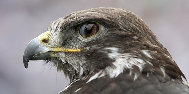 Taima the Hawk of the Seattle Seahawks during the NFL season opener against the San Francisco 49ers at Qwest Field, September 12, 2010 in Seattle, Washington. 