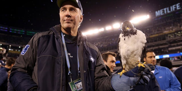 Taima the Hawk, o mascote do Seattle Seahawks, descansa no braço de Dave Knutson após a vitória dos Seahawks por 43-8 sobre o Denver Broncos durante o Super Bowl de 2014 no MetLife Stadium 2 de fevereiro de 2014 em East Rutherford, New Jersey. 