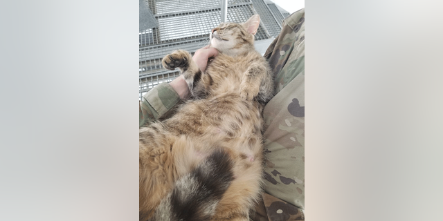 'Tiger' enjoys a rub from U.S. Army Spc. Kaiden