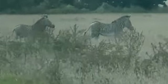 Police had to block traffic for the safety of drivers and the animals.