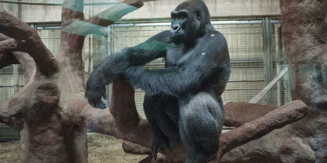 Apes wander inside their enclosure Jan. 4, 2018 at the Washington D.C. national zoo.