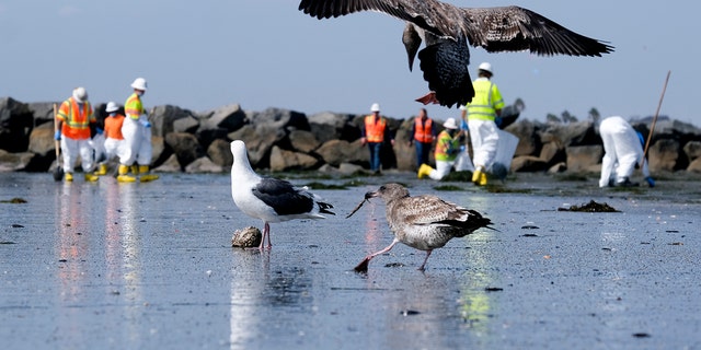 Birds are seen as workers in protective suits clean the contaminated beach after an oil spill in Newport Beach, California, on Oct. 6.