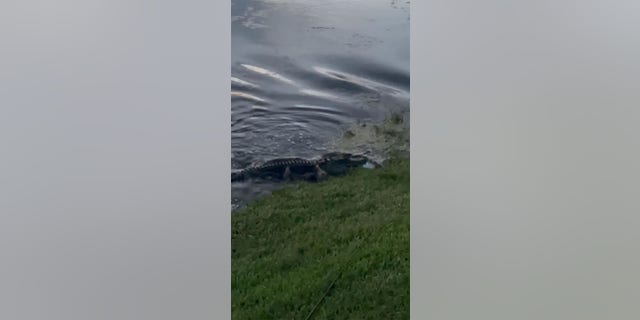 Florida gator fishing rod