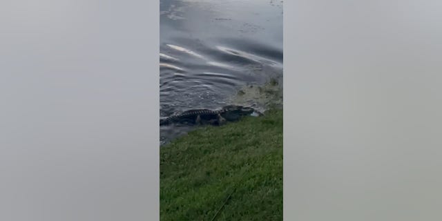 gator fishing rod Florida