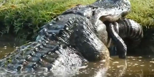 A video filmed in South Carolina shows a large gator eating another, smaller gator.