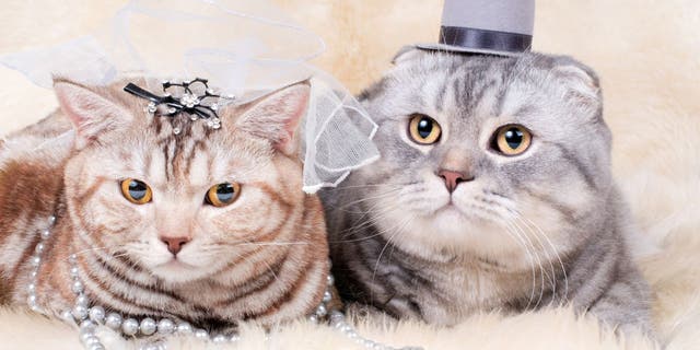 A bride and groom couple's costume is a great option if you want to keep two pets dressed in a cohesive theme.