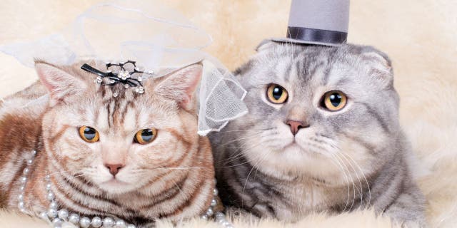 A bride and groom couple's costume is a great option if you want to keep two pets dressed in a cohesive theme.