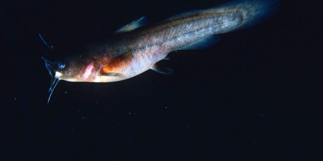 The U.S. Fish and Wildlife Service recently announced that it plans to remove 23 different species from the Endangered Species Act due to extinction.