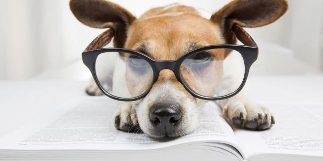 Some dogs might be smarter than others. Hungarian researchers at Eötvös Loránd University are gathering evidence on this topic with a "Genius Dog Challenge."