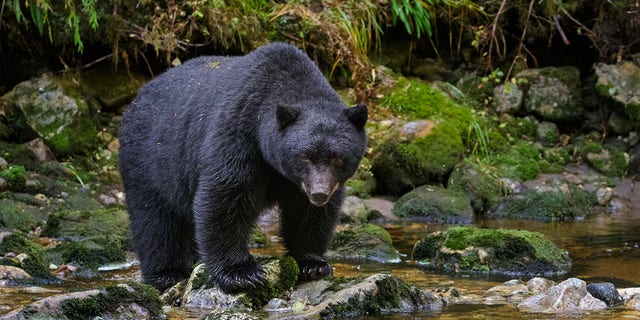 Black Bear Along A Stream in Canadas Great Bear Rainforest
