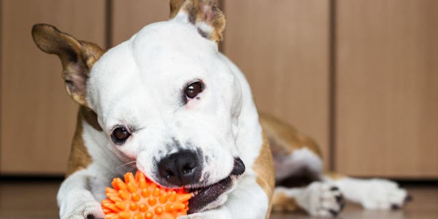 Get your dog some new toys for National Pet Day.