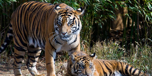 Tigers at the Smithsonian's National Zoo in Washington, DC.