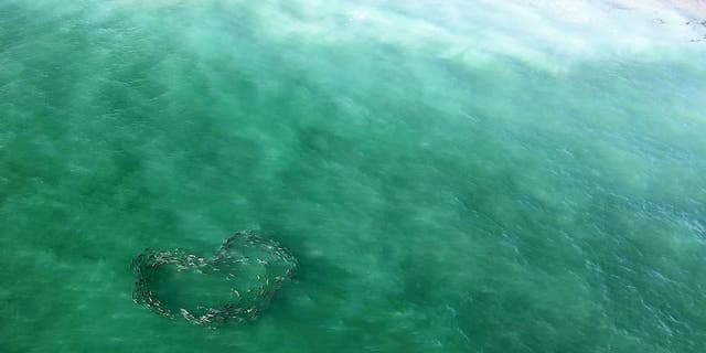 Restaurant owner Paul Dabill captured stunning aerial drone footage of a school of fish swimming in a heart-shaped formation on Oct. 5, 2021.