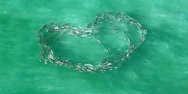 Dabill, 47, was originally searching for mullet when he came across the school of Crevalle jacks swimming in a heart shape.