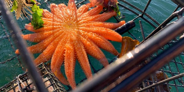 Fisherman Lee LeFever accidentally caught a critically endangered sunflower sea star in a crab trap near Orcas Island, Washington. The 19-armed orange starfish was released back into the sea shortly after it was captured.