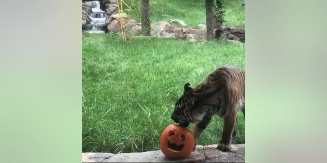 Frances the Sumatran tiger grabbed the carved pumpkin's top before she tried to leap away with it. Nashville Zoo guest Michelle Wolfe captured the moment during her visit in October 2019.