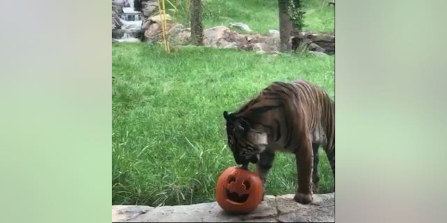 The Nashville Zoo reshared a video of the facility's Sumatran tiger Frances, who failed to carry a jack-o'-lantern during a 2019 enrichment program. The video has gained new life on social media.