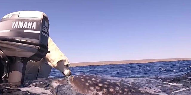 Dog kisses shark during boat trip off the coast of Australia | Fox News