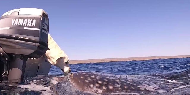 Jade Pursell captured a photo of her dog kissing a whale shark after it surfaced next to her boat near the Ningaloo Reef.