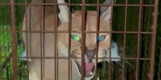 The cat, a large caracal from Africa, escaped from its owner<strong>'</strong>s garage last Wednesday.