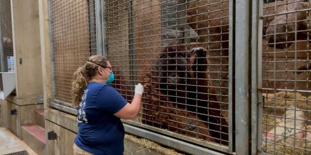 A zookeeper treating an orangutan