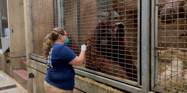 A zookeeper treating an orangutan