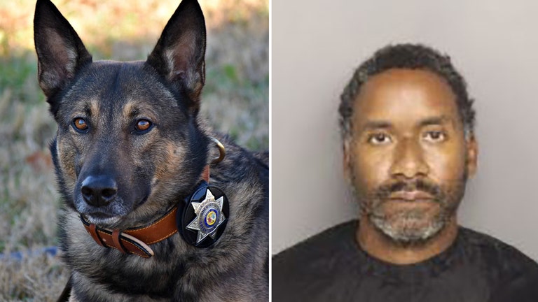 South Carolina police K-9 shot during 8-hour SWAT standoff discharged from vet's office