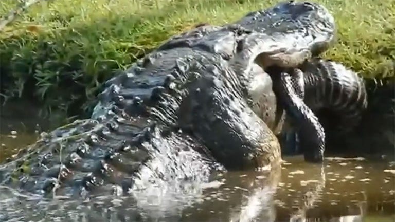 Alligator swallows smaller alligator whole in South Carolina: See the video