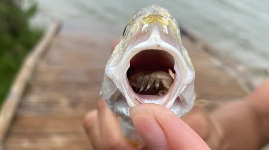 Fish caught with live, tongue-eating parasite in its mouth | Fox News