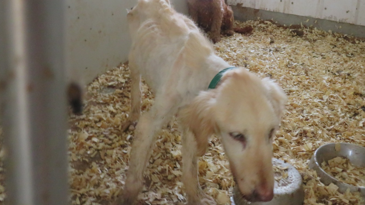 An emaciated golden retriever.