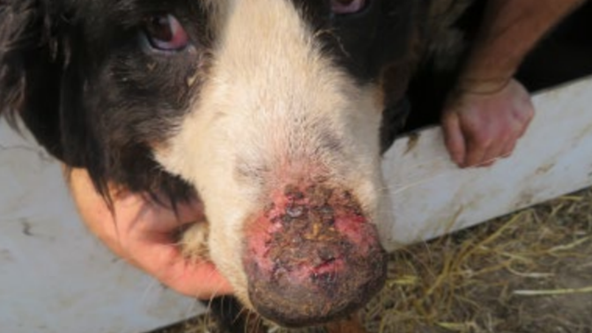 A dog found at an Iowa dog-breeding facility.