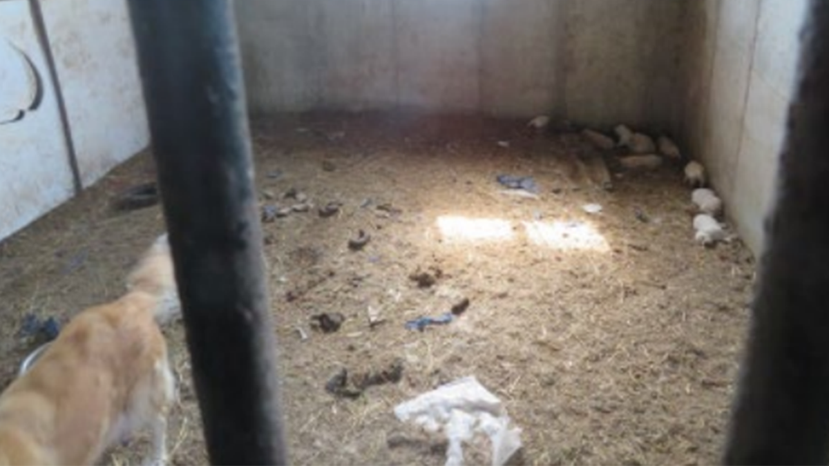Animals were kept in 'unsanitary' conditions, federal prosecutors say.