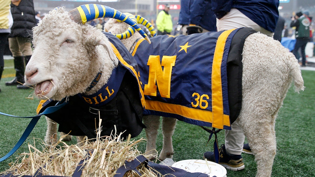 PHILADELPHIA, PENNSYLVANIA - DECEMBER 14:  Bill the Goat has a snack before the game between the Army Black Knights and the Navy Midshipmen at Lincoln Financial Field on December 14, 2019 in Philadelphia, Pennsylvania. (Photo by Elsa/Getty Images)