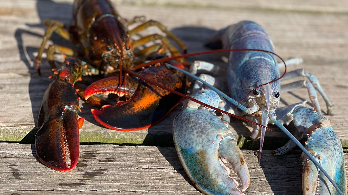 A Cotton Candy Lobster named "Haddie" was caught by Get Maine Lobster Lobsterman Bill Coppersmith. November 5, 2021.
