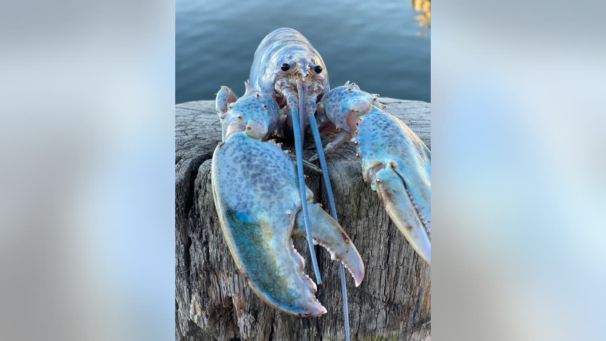 A Cotton Candy Lobster named "Haddie" was caught by Get Maine Lobster Lobsterman Bill Coppersmith. November 5, 2021.