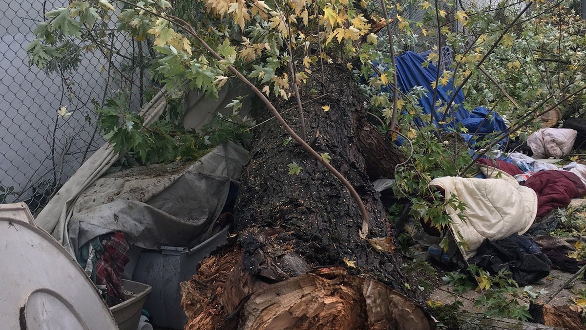 A "huge" tree branch fell on two people in Northeast Portland Saturday, killing one and injuring the other. (Portland Police)