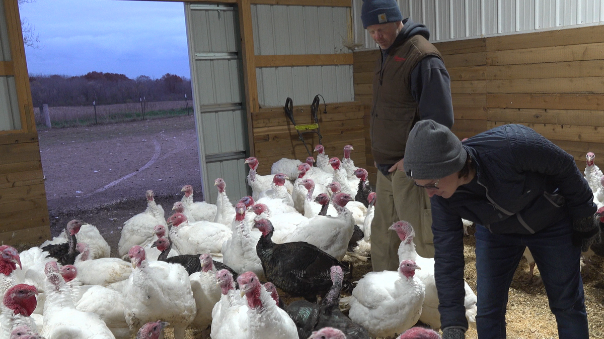 Turkey-farming couple Kyle and Deanna Scott look after their turkeys. 