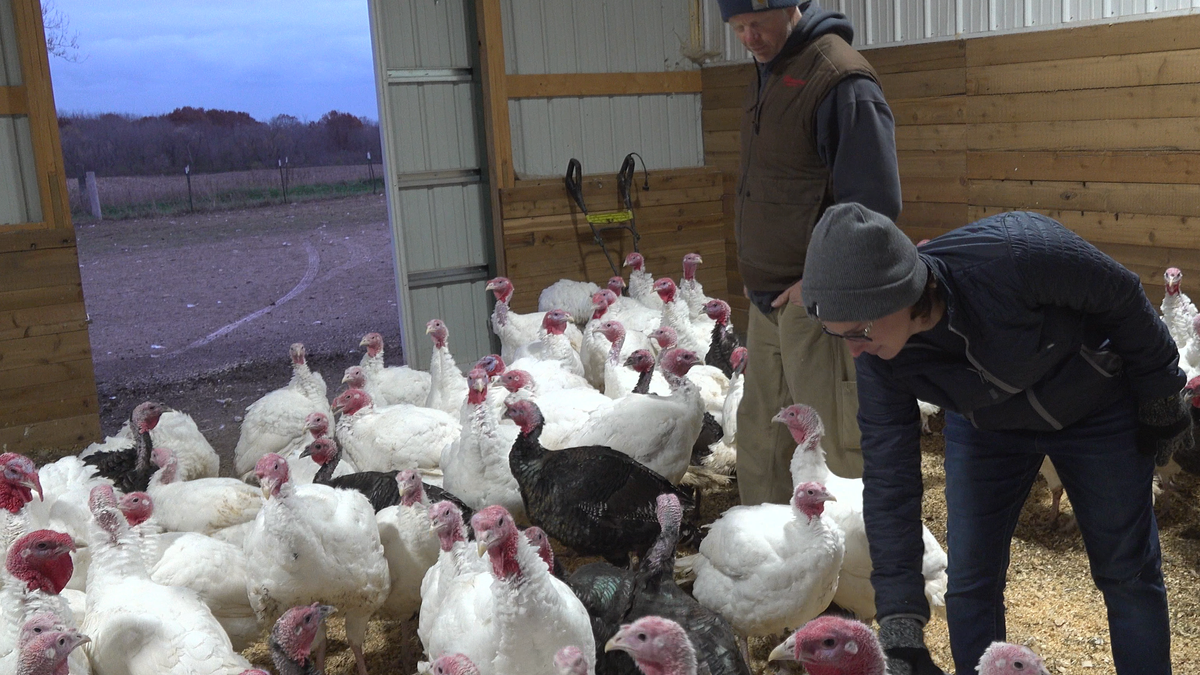 Turkey-farming couple Kyle and Deanna Scott look after their turkeys.