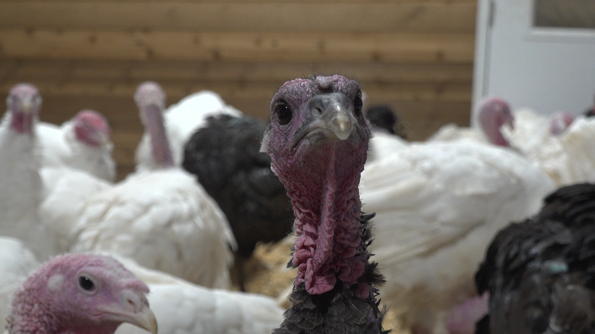 A curious turkey at Old Glory Farm.