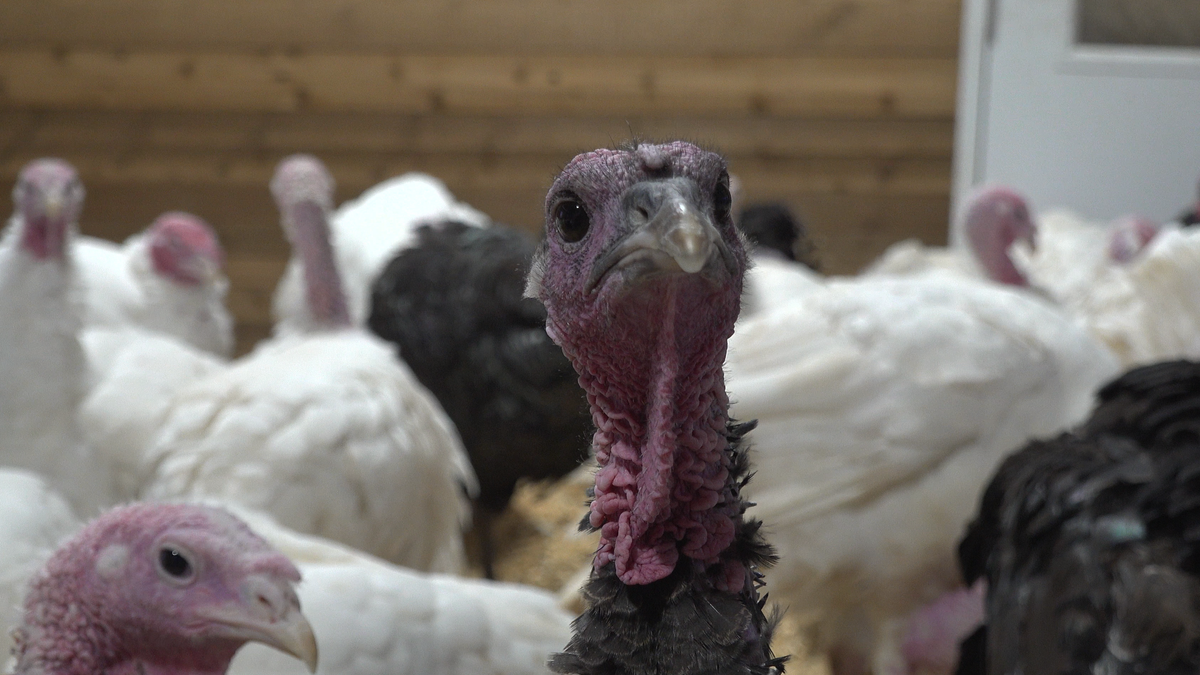 A curious turkey at Old Glory Farm.