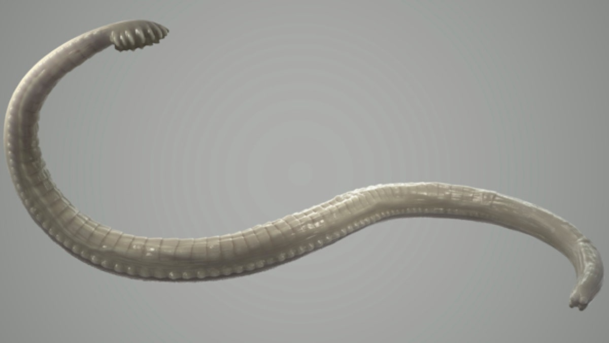 An illustration of a tapeworm