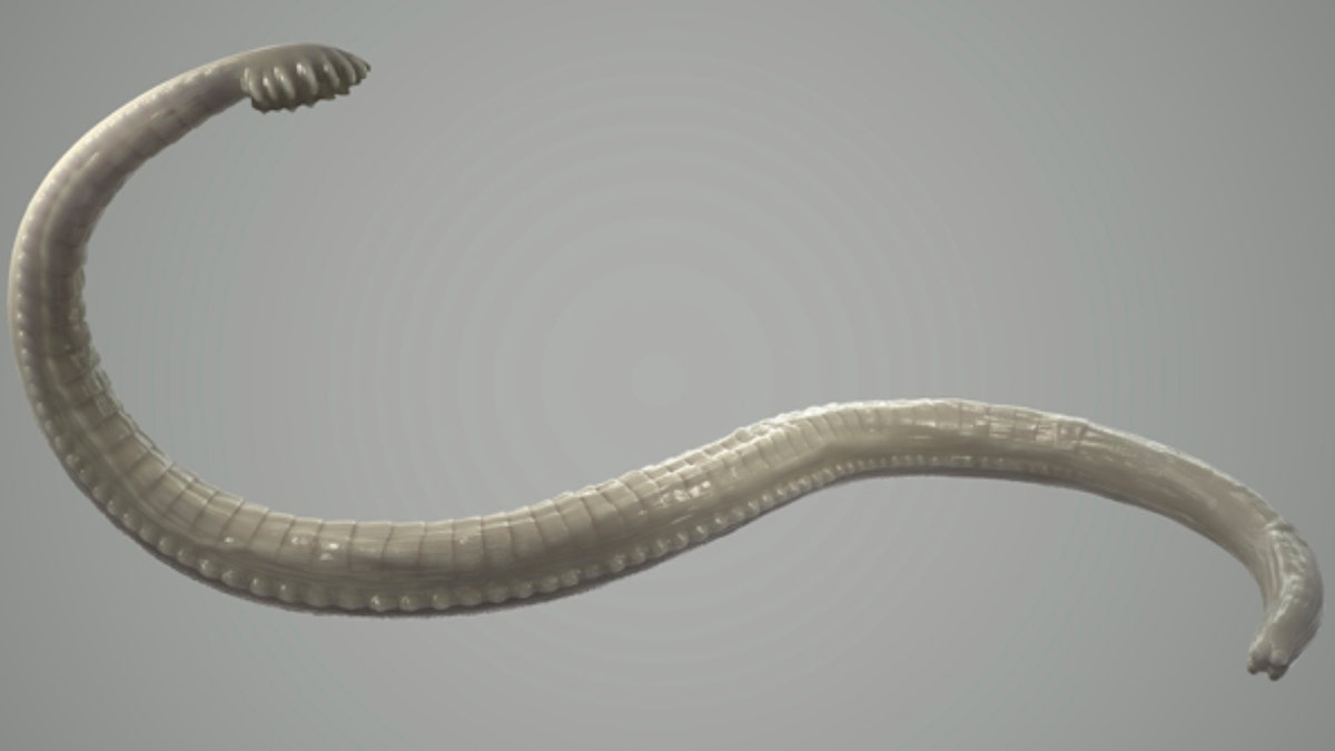 Tapeworm