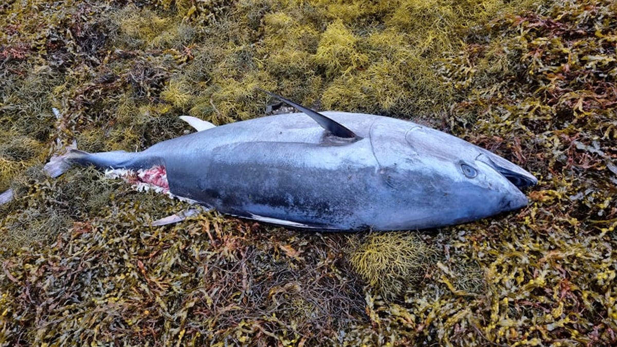 A dead Atlantic bluefin found near Dornie, Highlands